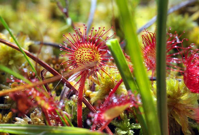 Réserve Naturelle de la Tourbière des Dauges - CEN Nouvelle-Aquitaine - photo 4
