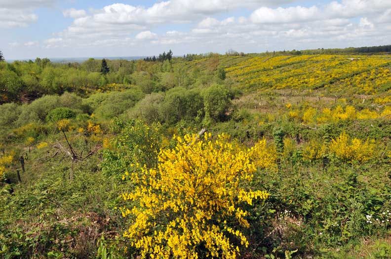 Circuit des étangs, Saint-Cyr - photo 3
