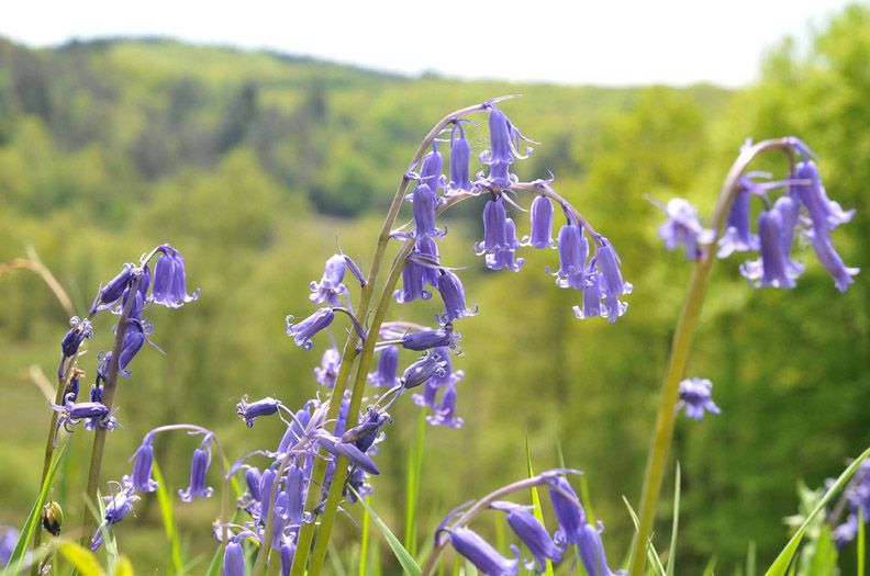 Circuit des étangs, Saint-Cyr