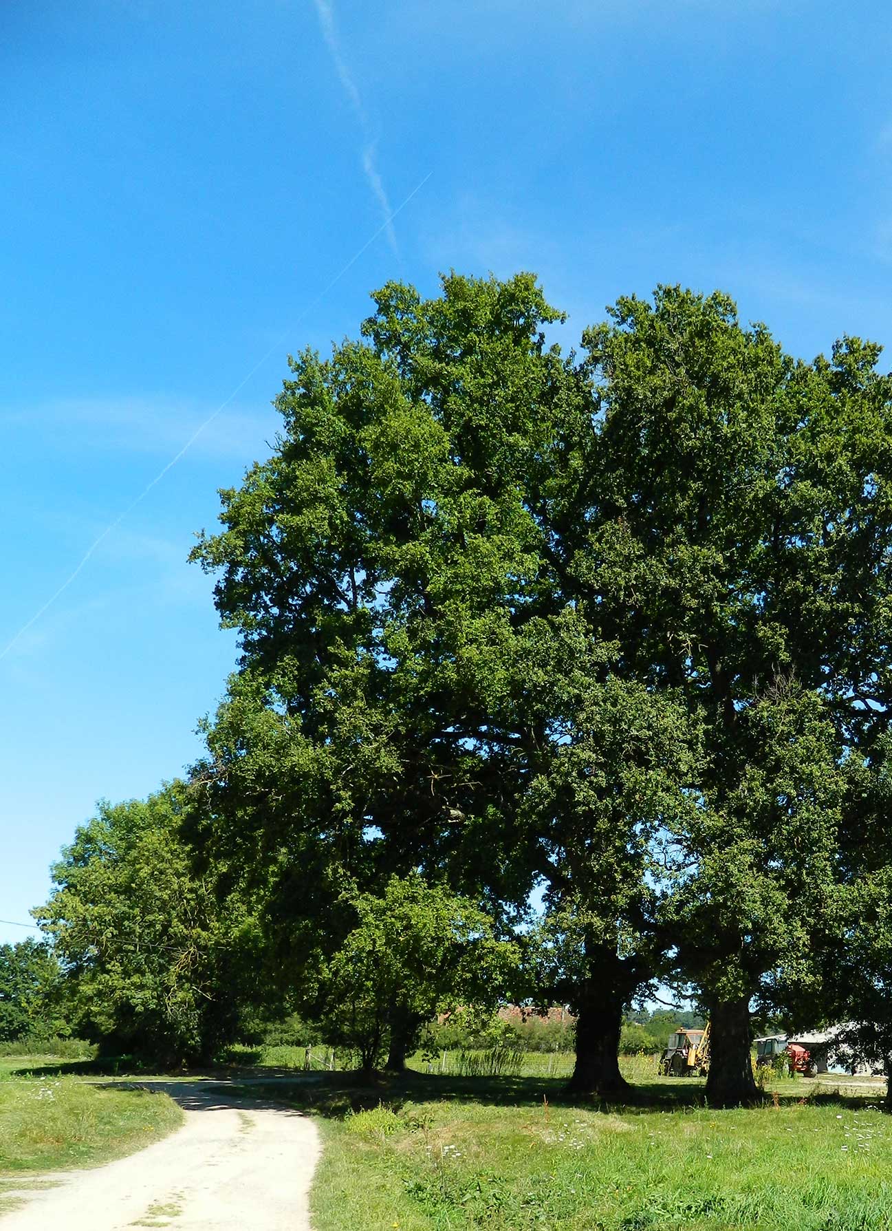 Circuit du Prince Noir, Lussac-les-Églises - photo 2
