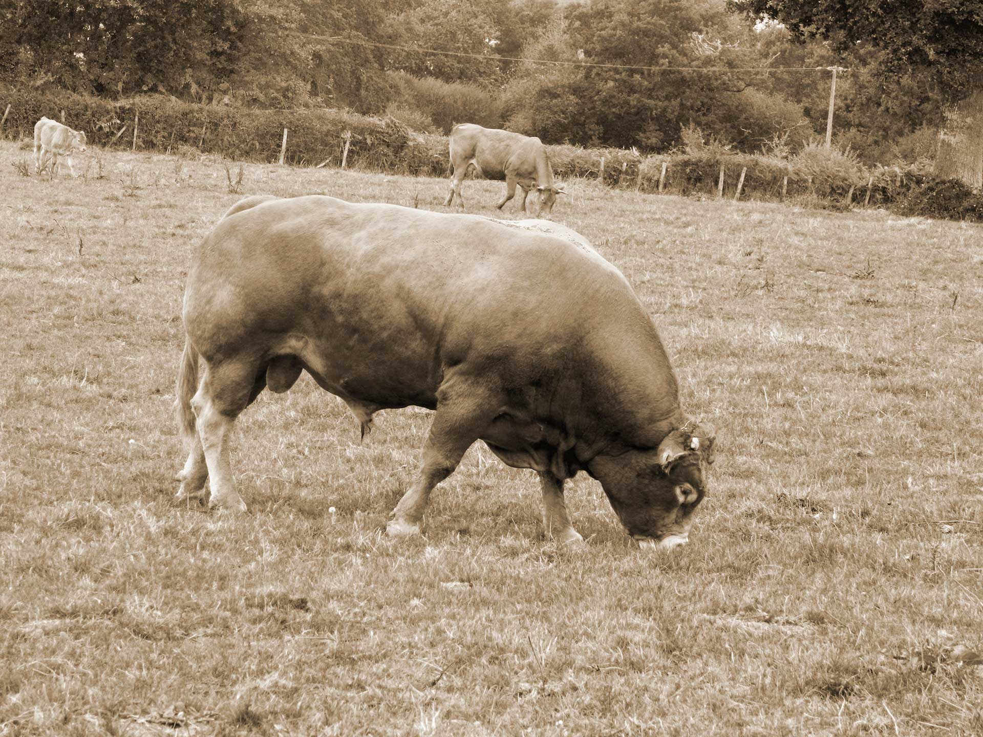 Sentier des chênes, Le Dorat