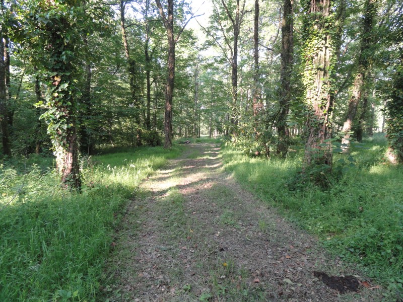 Sentier du bois des Chapelles, Oradour-sur-Vayres - photo 3