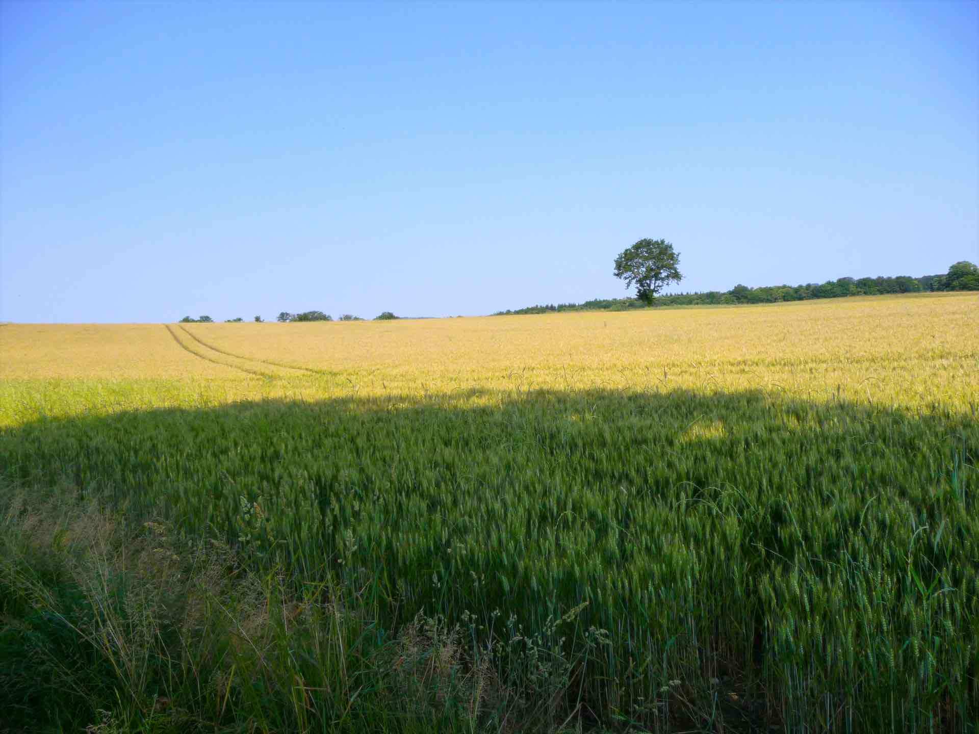 Sentier des étangs, Rilhac-Rancon - photo 2
