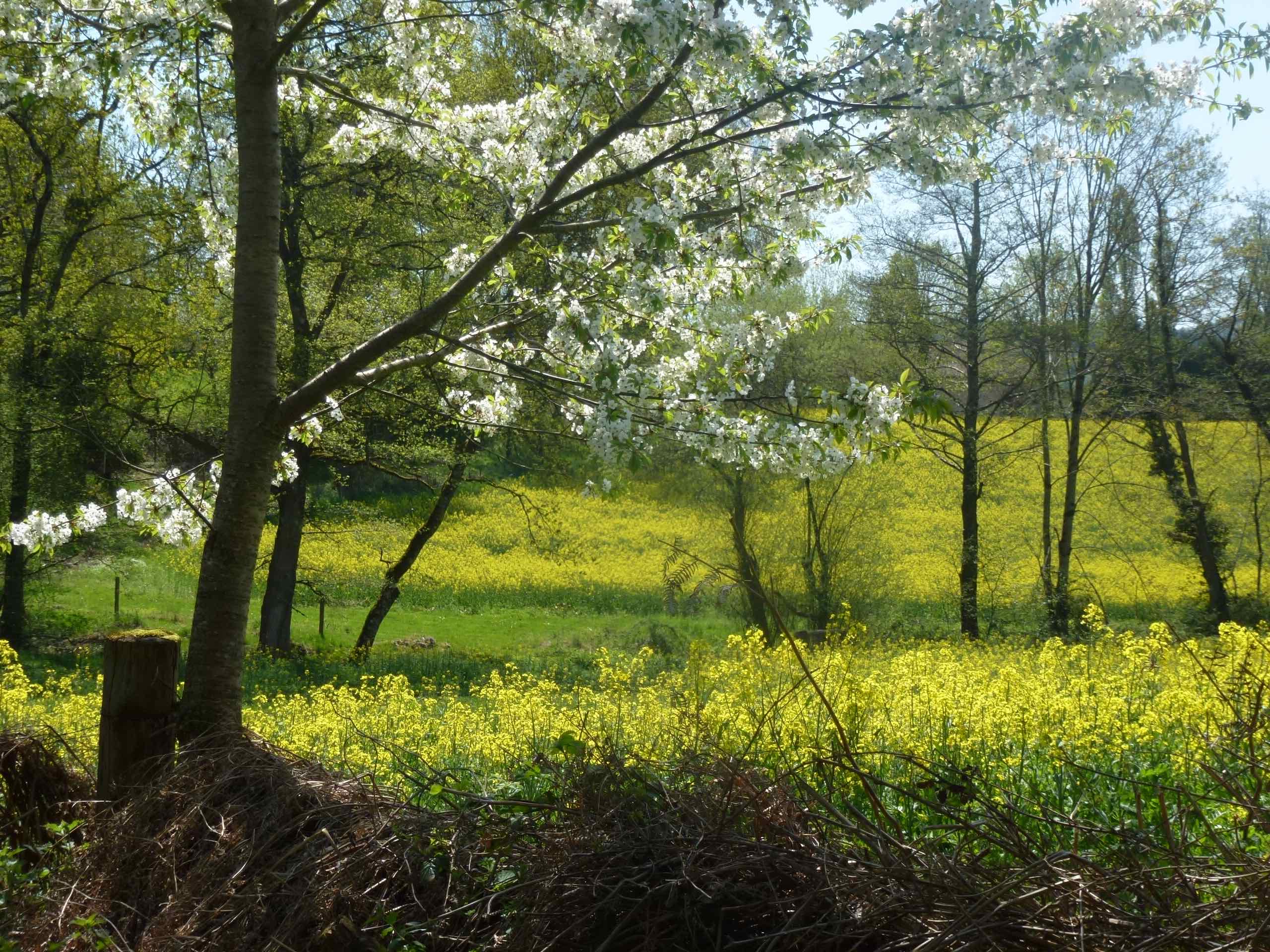 Sentier du bois des fées, Breuilaufa - photo 3