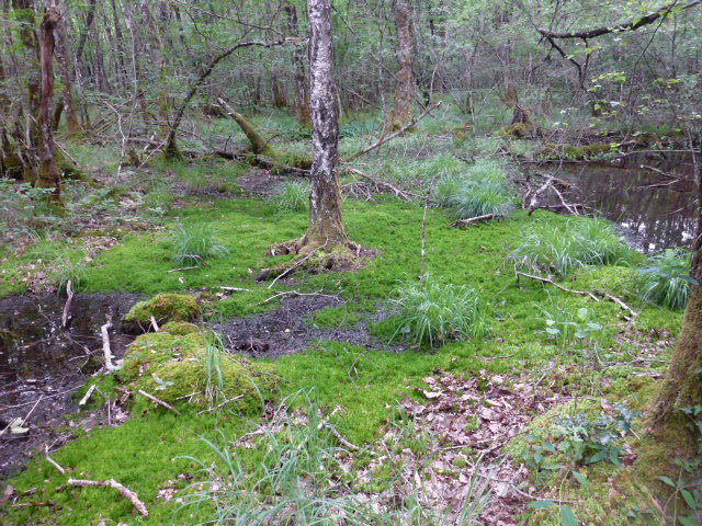 Le Martoulet, Saint-Germain-les-Belles - photo 5