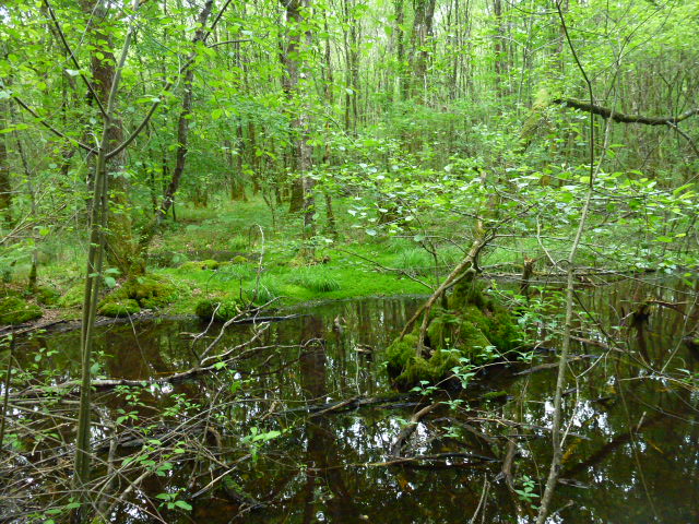 Le Martoulet, Saint-Germain-les-Belles - photo 4