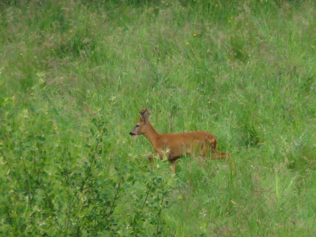 Le Martoulet, Saint-Germain-les-Belles - photo 2