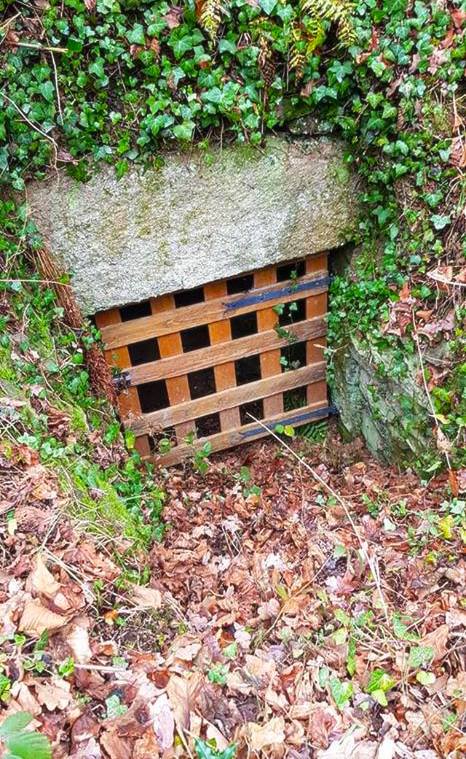 Sentier de la forêt, Saint-Jouvent - photo 4