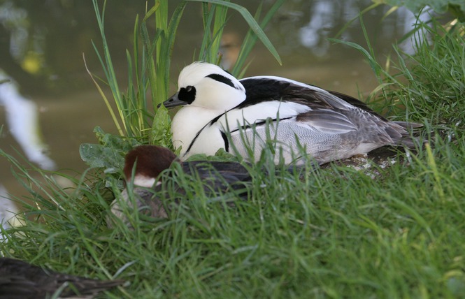 Embarcadère "Les Oiseaux du Marais poitevin", Saint-Hilaire-la-Palud