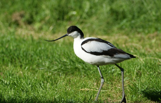 Embarcadère "Les Oiseaux du Marais poitevin", Saint-Hilaire-la-Palud - photo 4