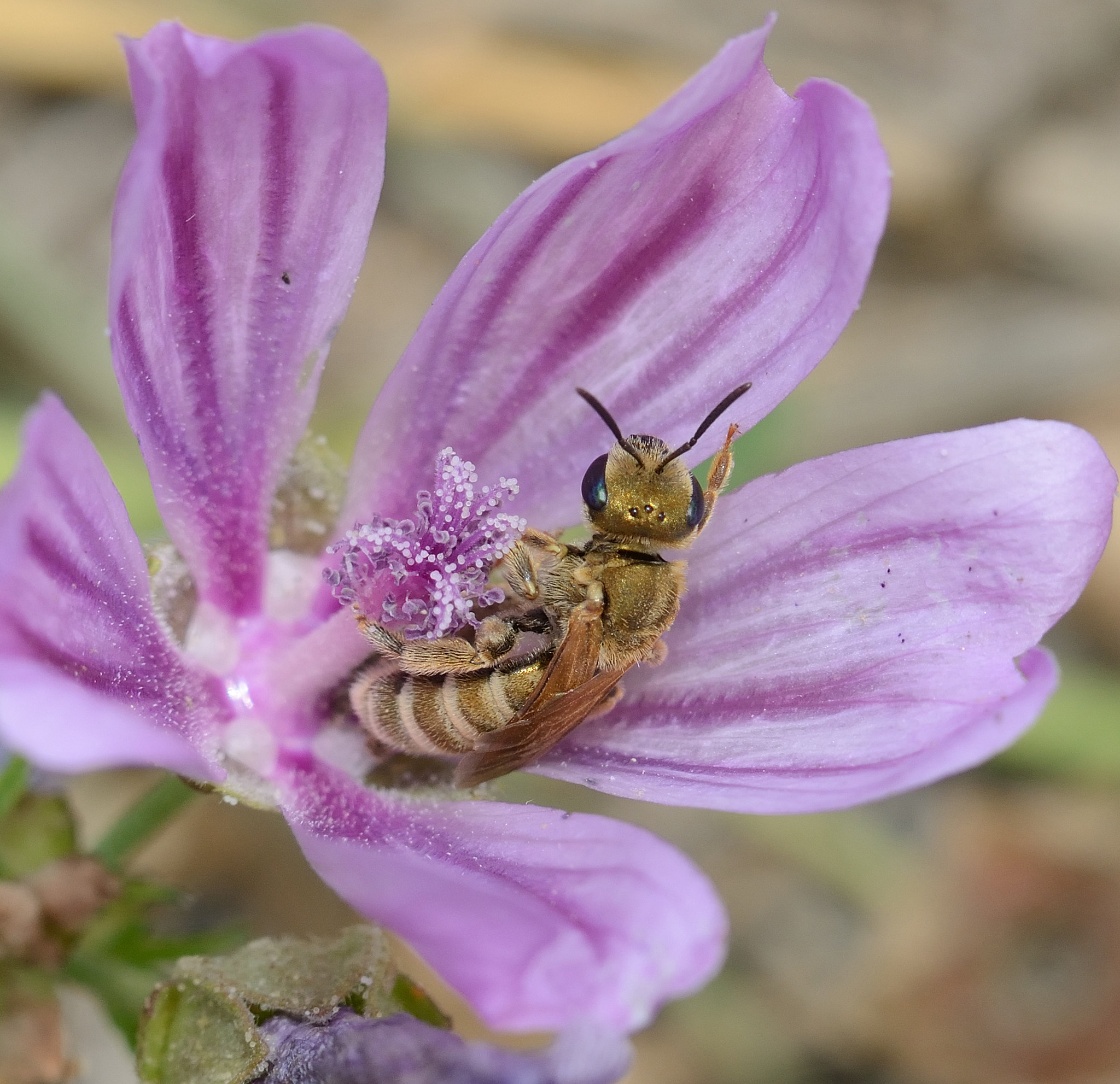 Films & conférence sur les abeilles sauvages