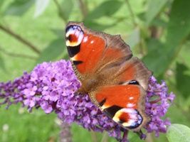 Cité des Insectes : le jardin, Nedde - photo 2