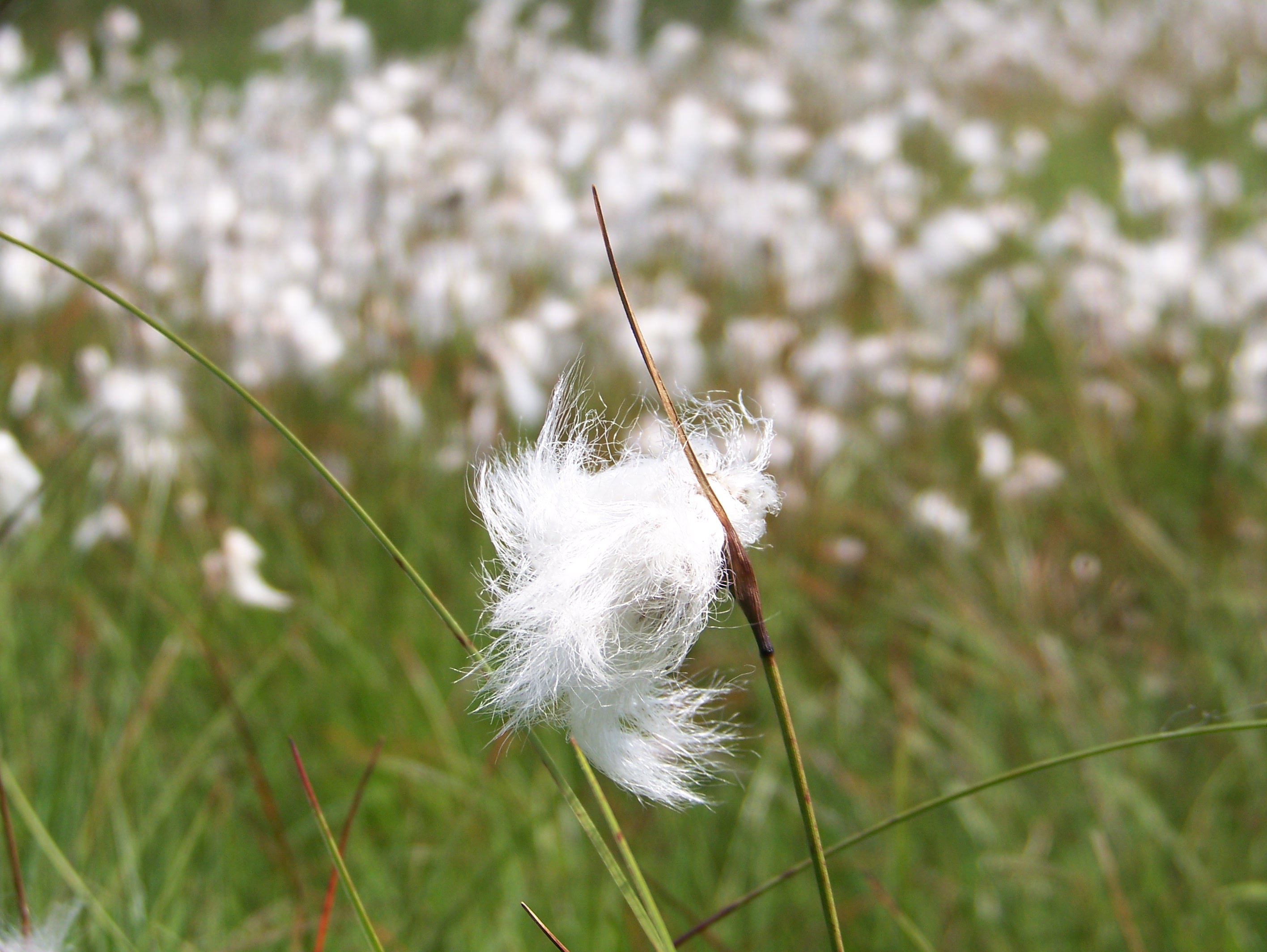 Tourbière de Quenouille