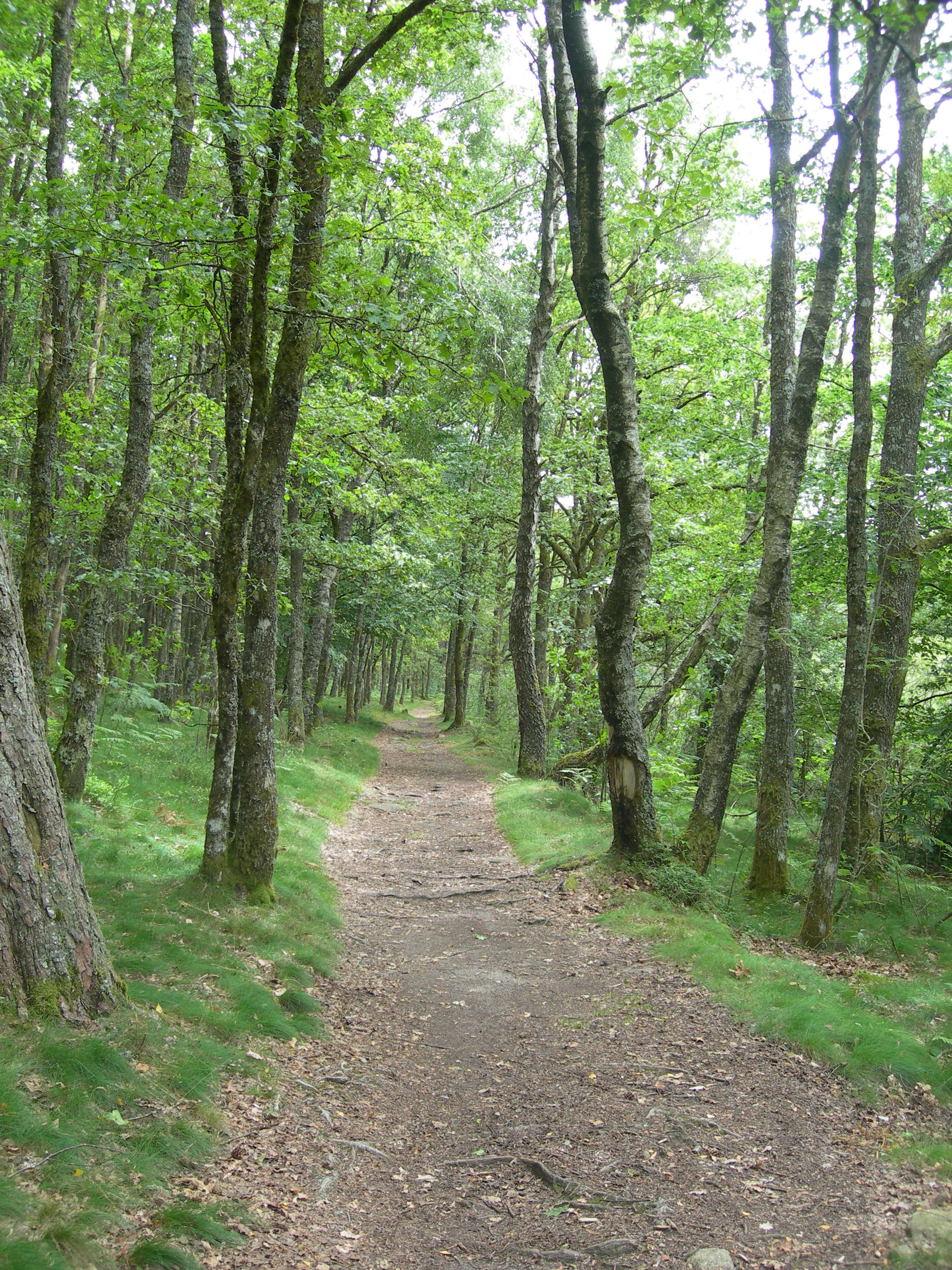 Bois de Crozat, Peyrat-le-Château - photo 2