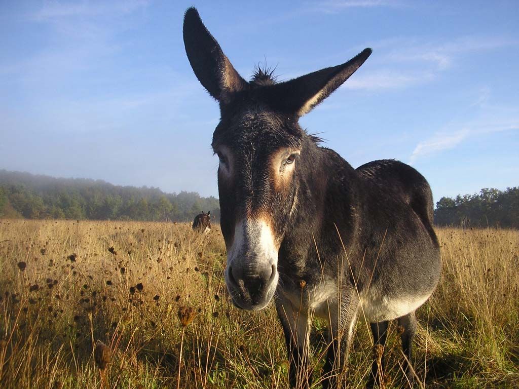 Roulotte de la Ferme des Anes de Vassivière, Peyrat-le-Château