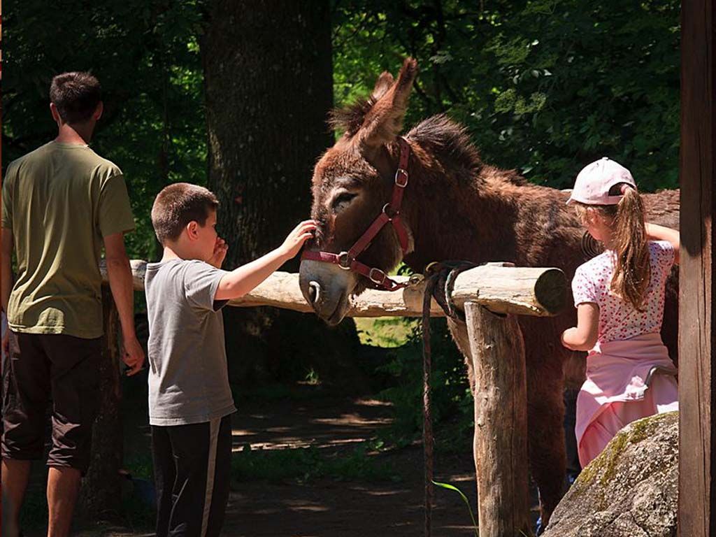 Roulotte de la Ferme des Anes de Vassivière, Peyrat-le-Château - photo 12