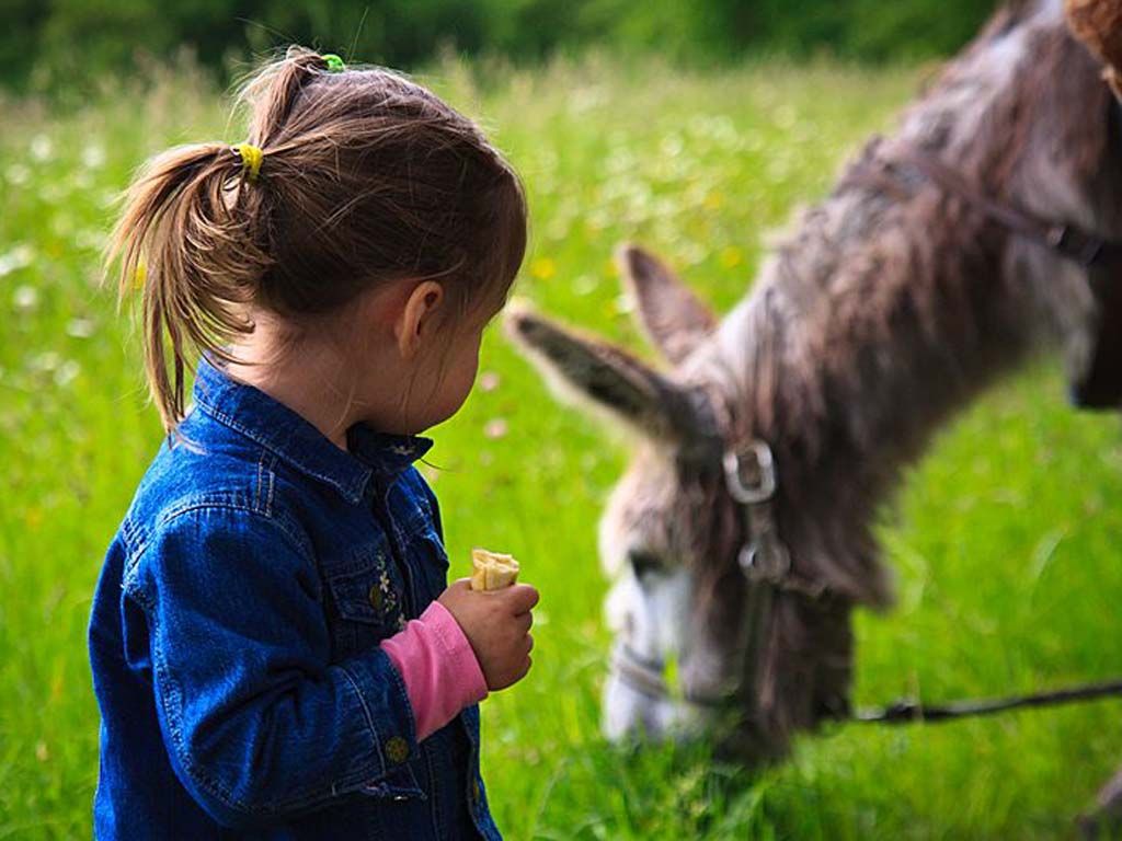Roulotte de la Ferme des Anes de Vassivière, Peyrat-le-Château - photo 8