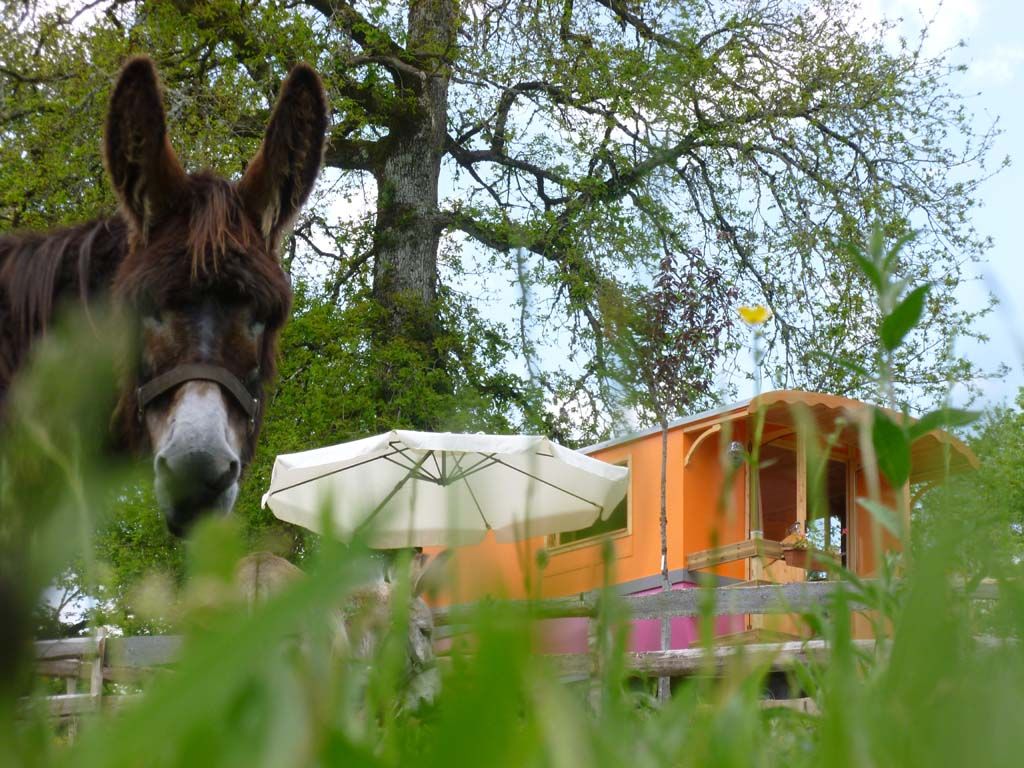 Roulotte de la Ferme des Anes de Vassivière, Peyrat-le-Château - photo 10