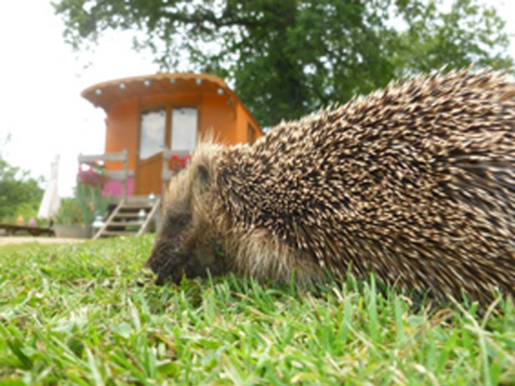 Roulotte de la Ferme des Anes de Vassivière, Peyrat-le-Château - photo 7