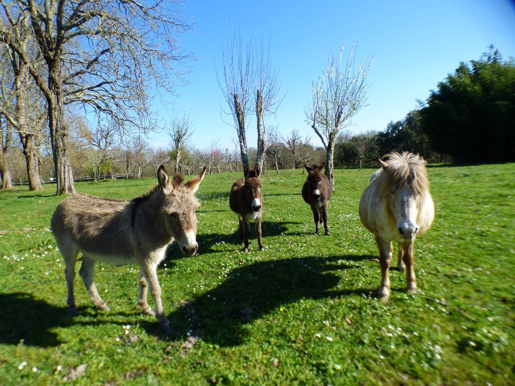 Le Martagon, Sainte-Maure-de-Peyriac - photo 6