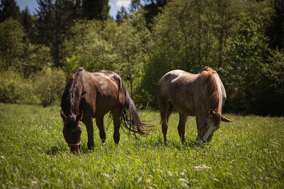 Equitation, balades - Académie des Arts Chevaleresques