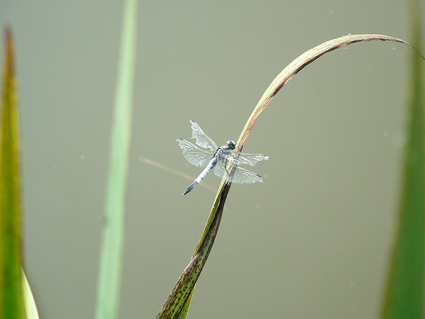 Liaison Sentier des Demoiselles - Espace Hermeline - photo 2