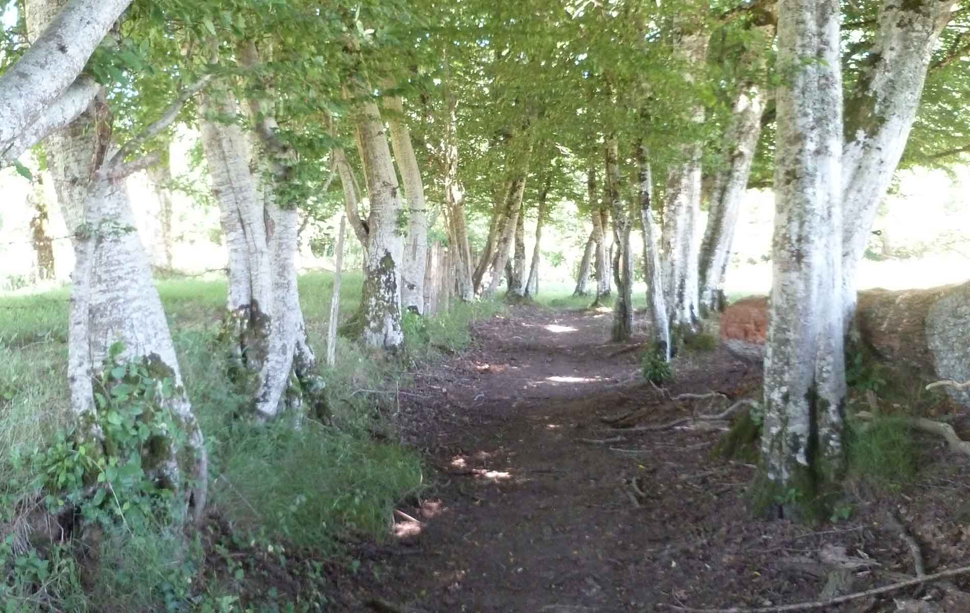 Variante par Nouailhaguet - Sentier de Meilhac