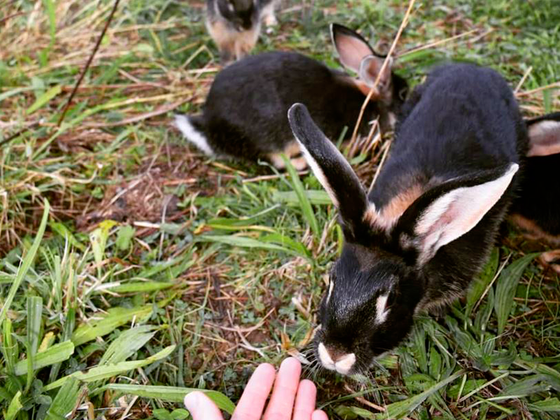 Lapins des prés — photo 2