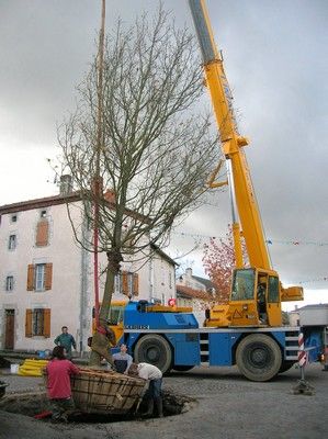 Chêne de la Liberté, Bessines-sur-Gartempe - photo 3