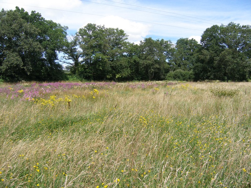 Marais de Chamborêt