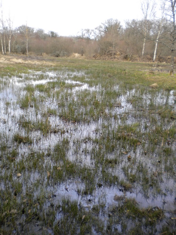 Marais de Chamborêt, Chamboret - photo 3