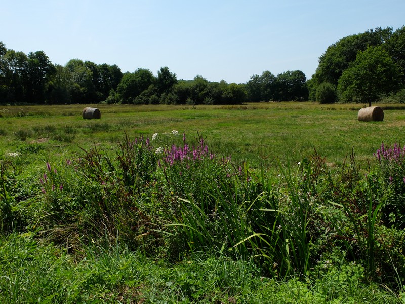 Marais de Chamborêt, Chamboret - photo 4