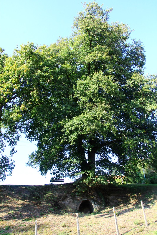 Des arbres remarquables