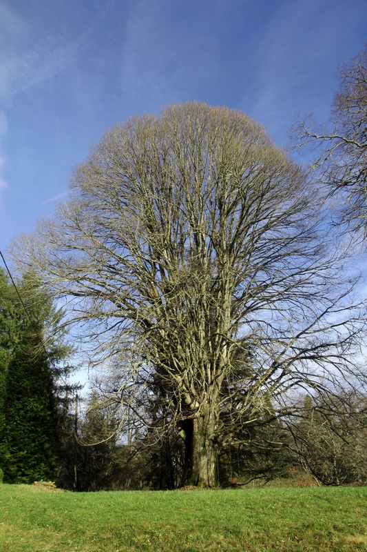 Des arbres remarquables, Compreignac - photo 3