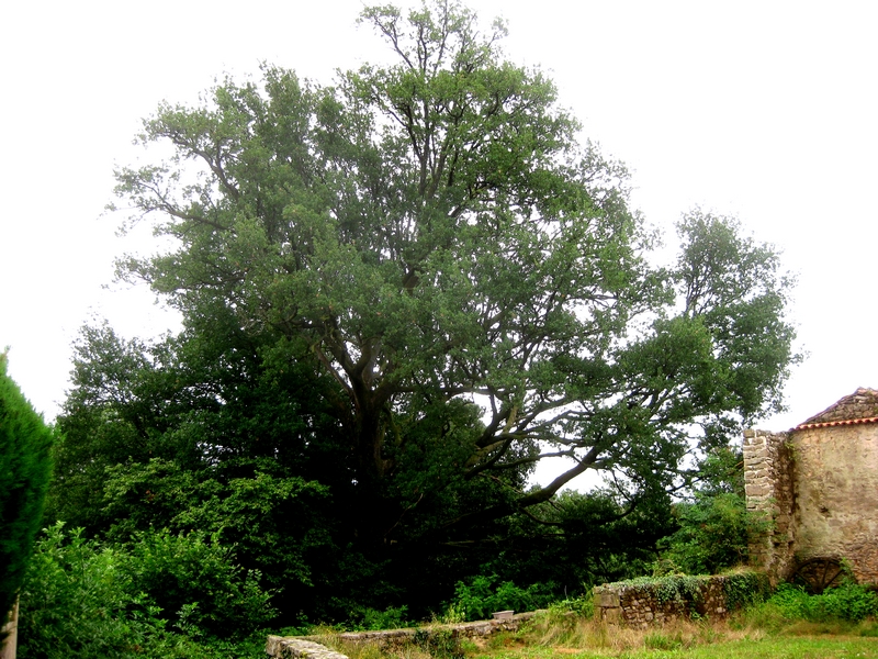 Des arbres remarquables, Compreignac - photo 2