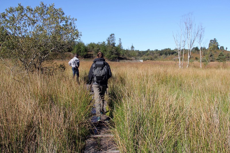 Réserve Naturelle de la Tourbière des Dauges - CEN Nouvelle-Aquitaine - photo 2