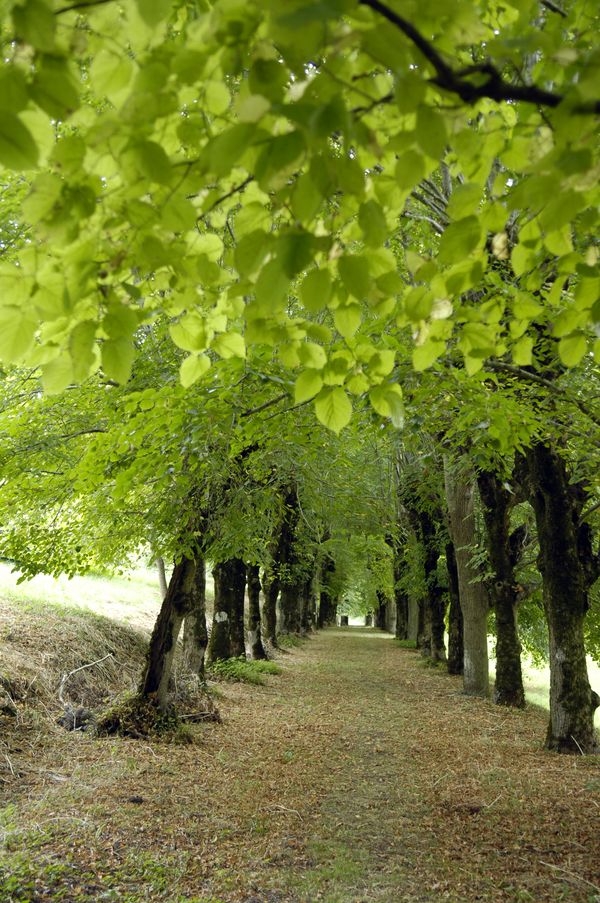 Château de Mursay, Échiré - photo 2