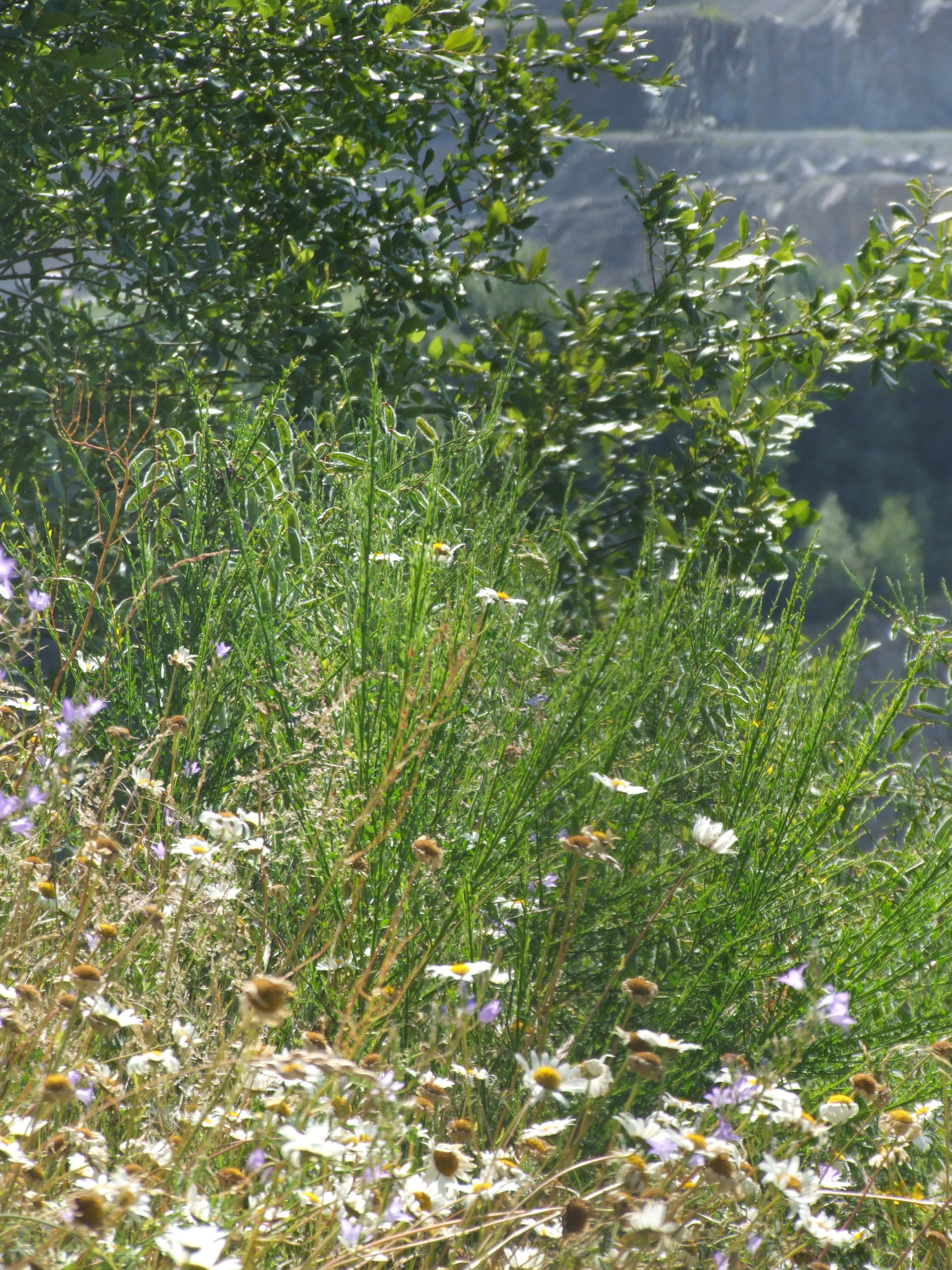 Le Belvédère de Laubreçais, Clessé - photo 5