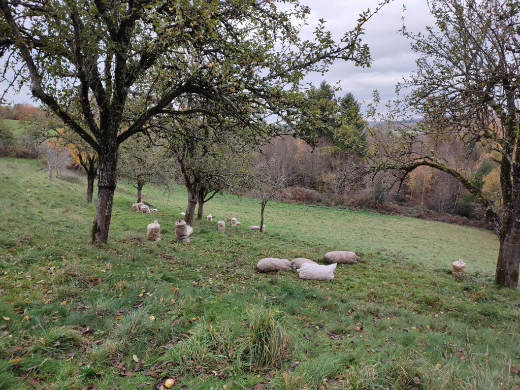 Naturellement pomme - photo 4