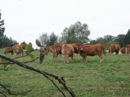 Ferme de Belleprade — photo 3
