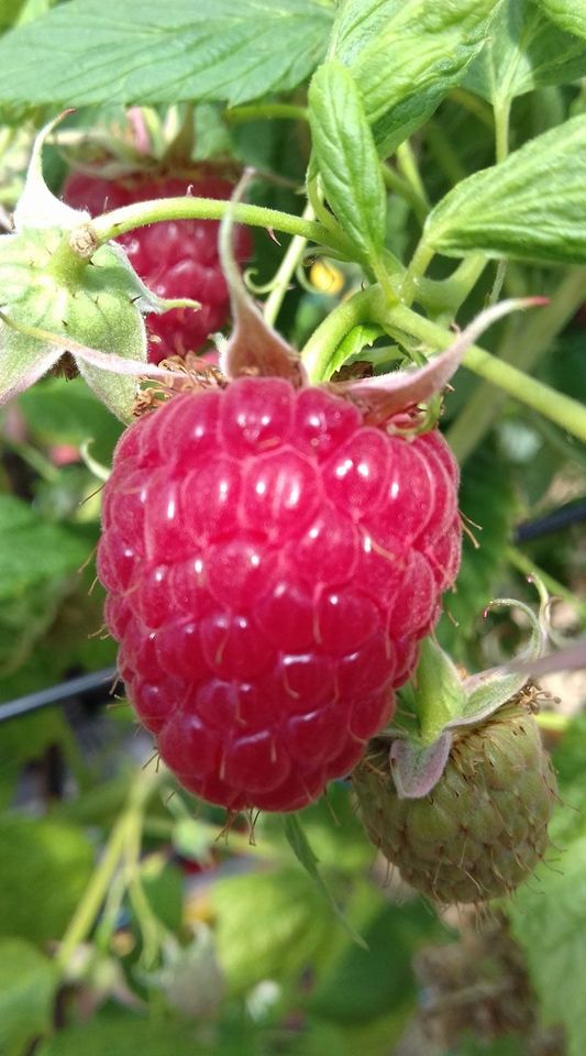 Le Coudert des Charmilles — photo 3