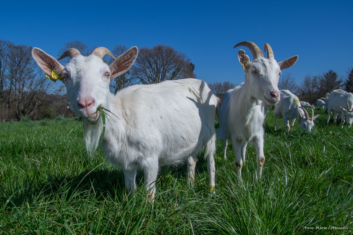 Au Bouc du Monde — photo 3