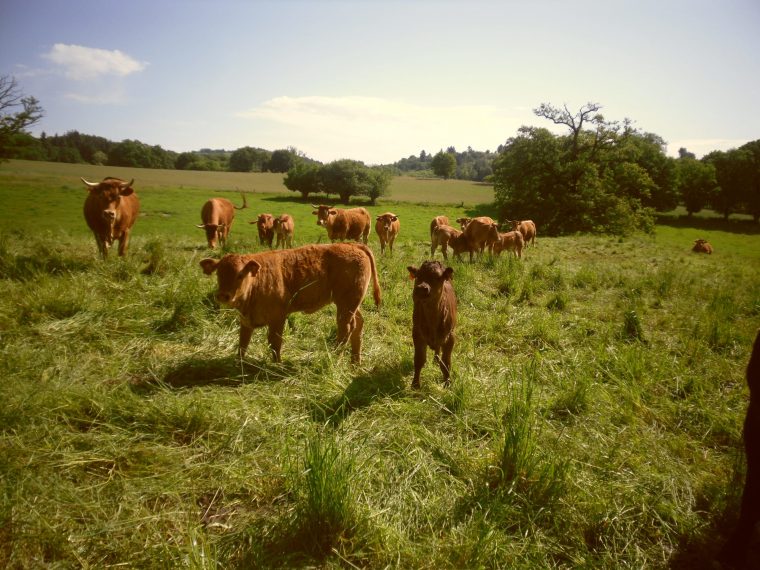 La ferme du Mas Crochet — photo 2