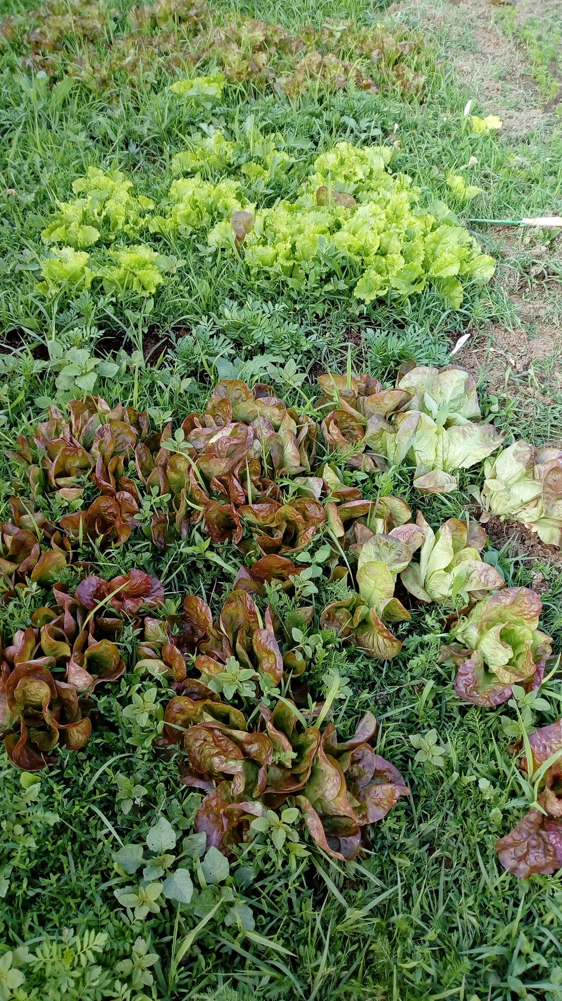 Domaine de la Combade — photo 3
