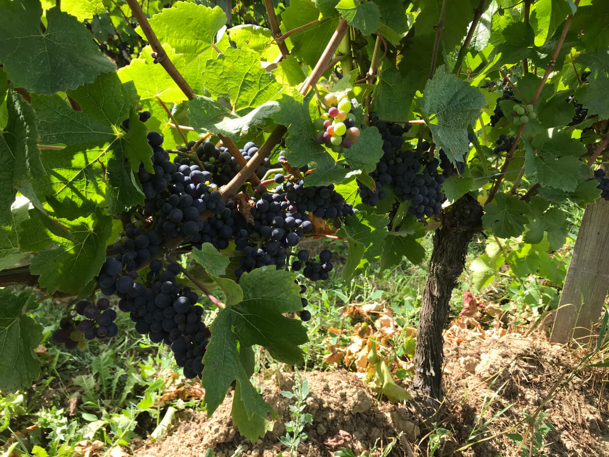 Les Vignes du Repaire de Noblat