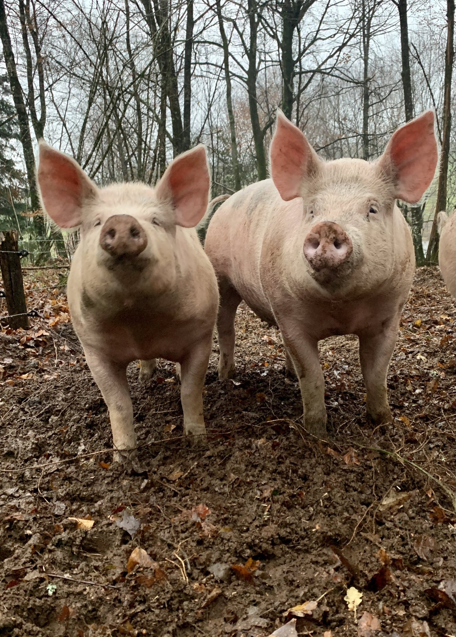 LA FERME DE LAGEAS HAUTE