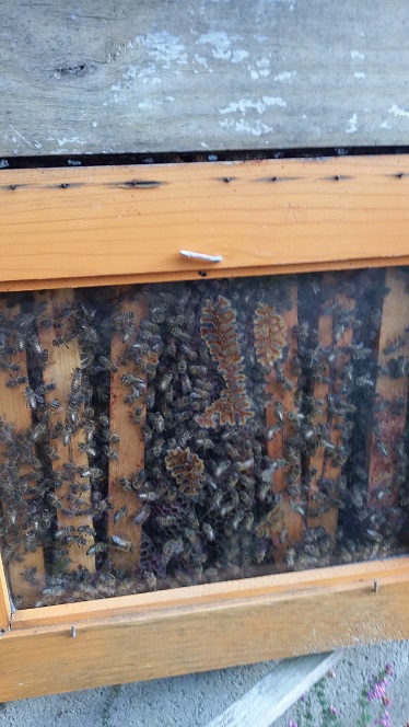 Mélissa Miel - photo 5