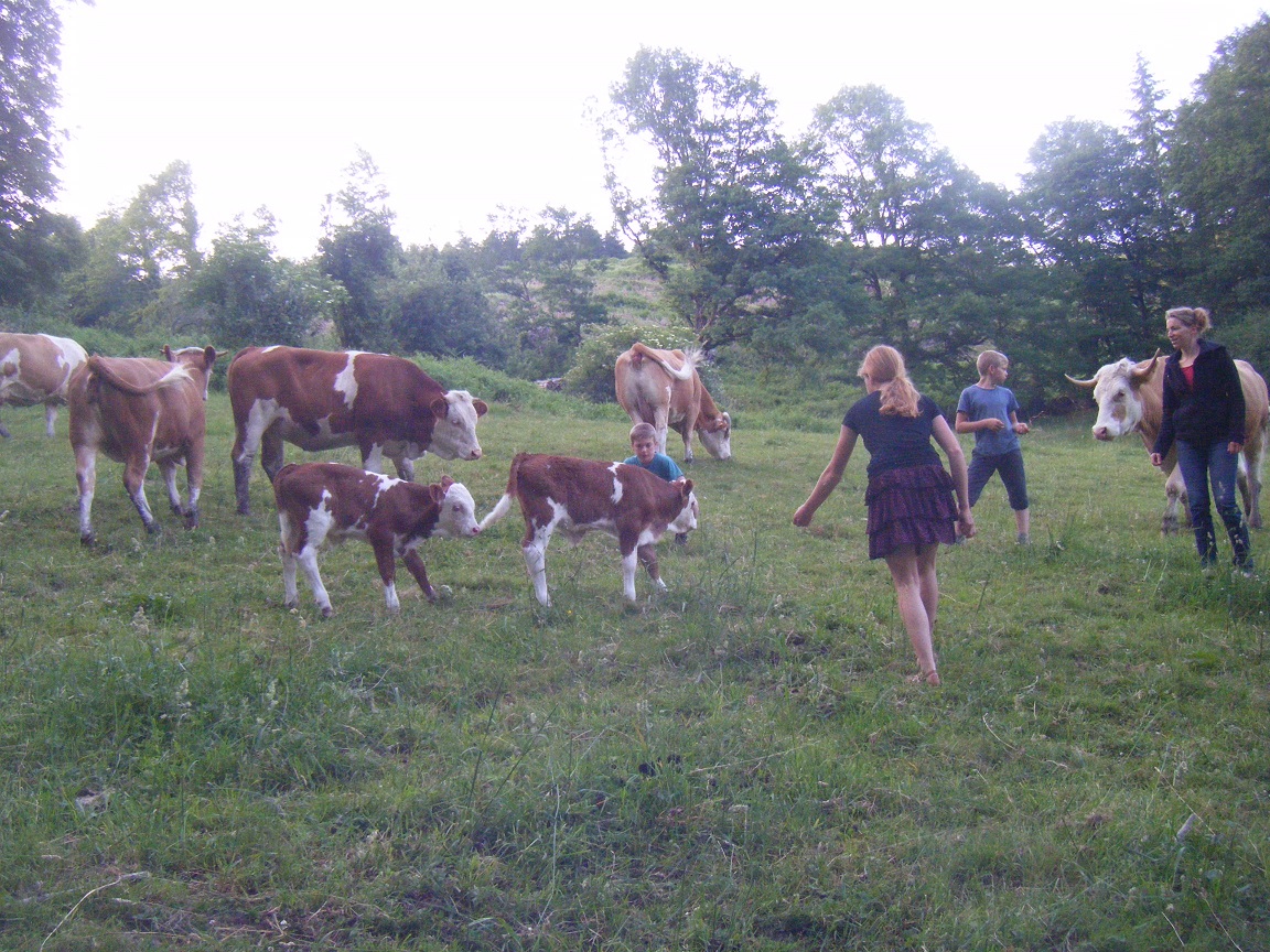 Brebis laitières, porcs plein air et céréales - Famille FHAL — photo 2