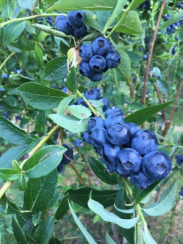 Myrtilles et petits fruits, les Vergers de Claud