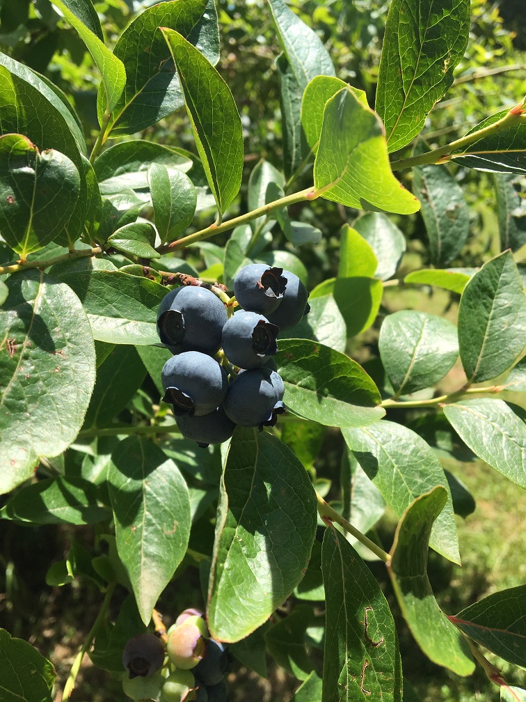Myrtilles et petits fruits, les Vergers de Claud — photo 3